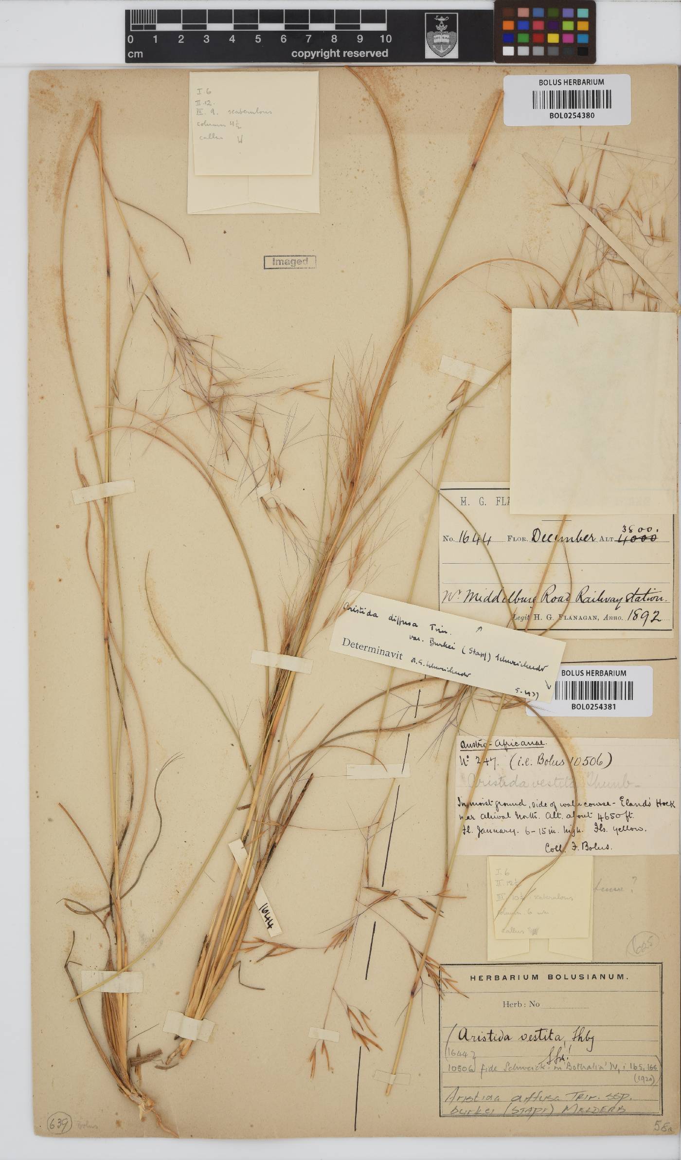 Aristida diffusa subsp. burkei image