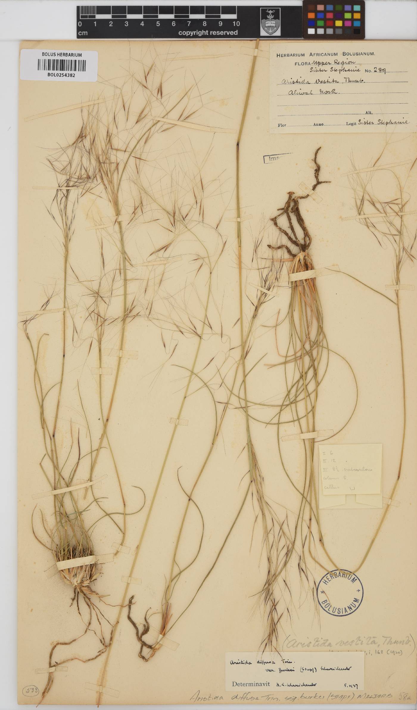 Aristida diffusa subsp. burkei image