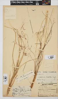 Aristida diffusa image