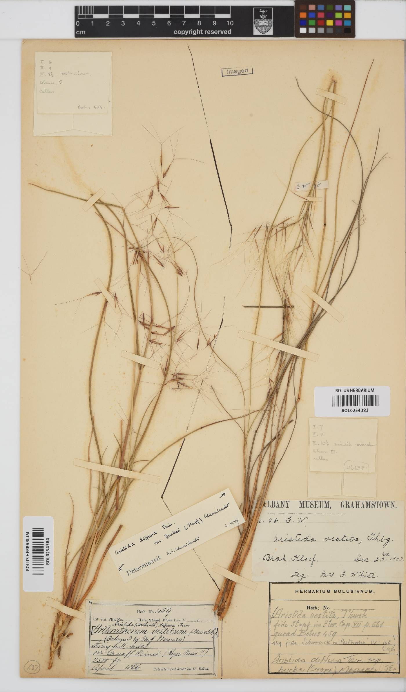 Aristida diffusa subsp. burkei image