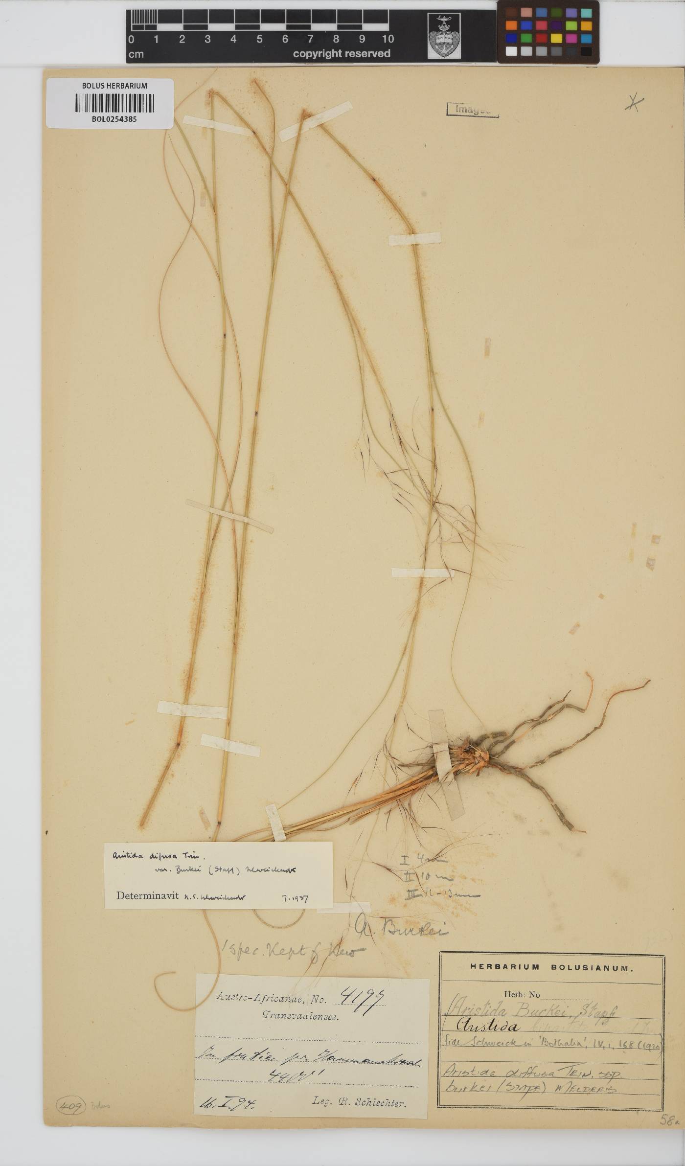 Aristida diffusa subsp. burkei image