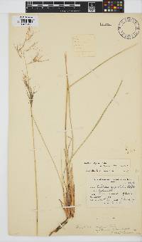 Aristida diffusa image