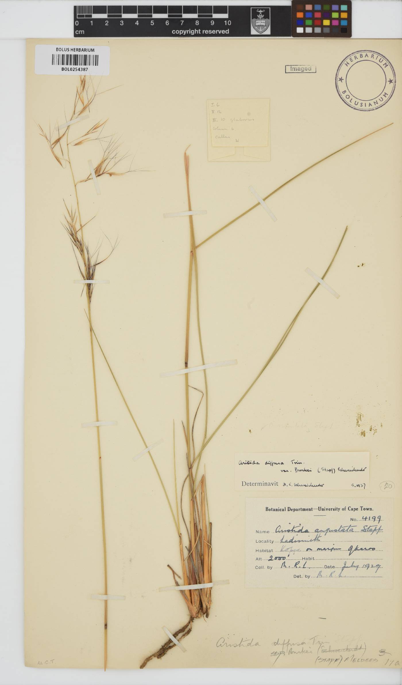 Aristida diffusa subsp. burkei image