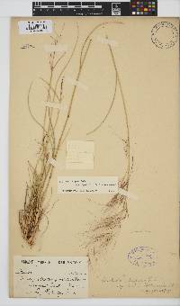 Aristida diffusa image