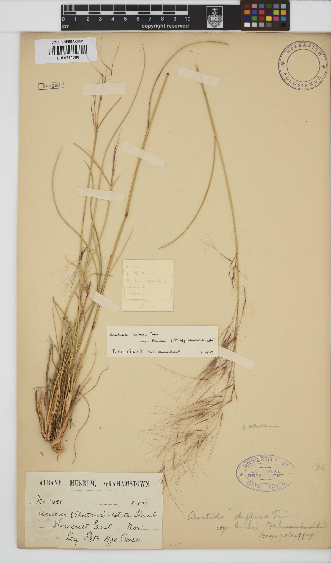 Aristida diffusa image