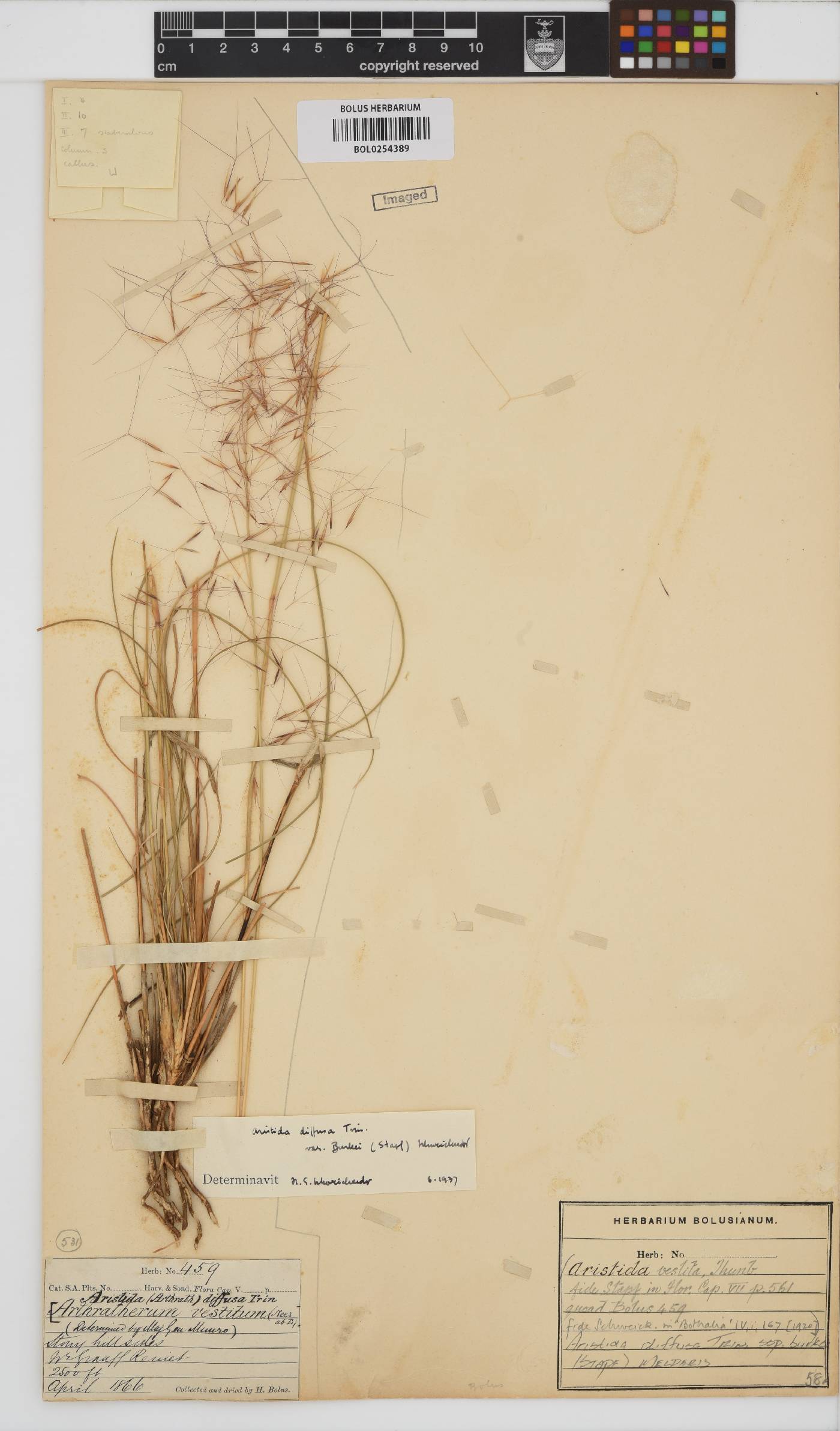Aristida diffusa image