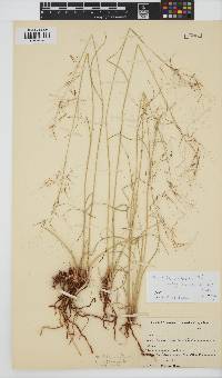 Aristida diffusa image