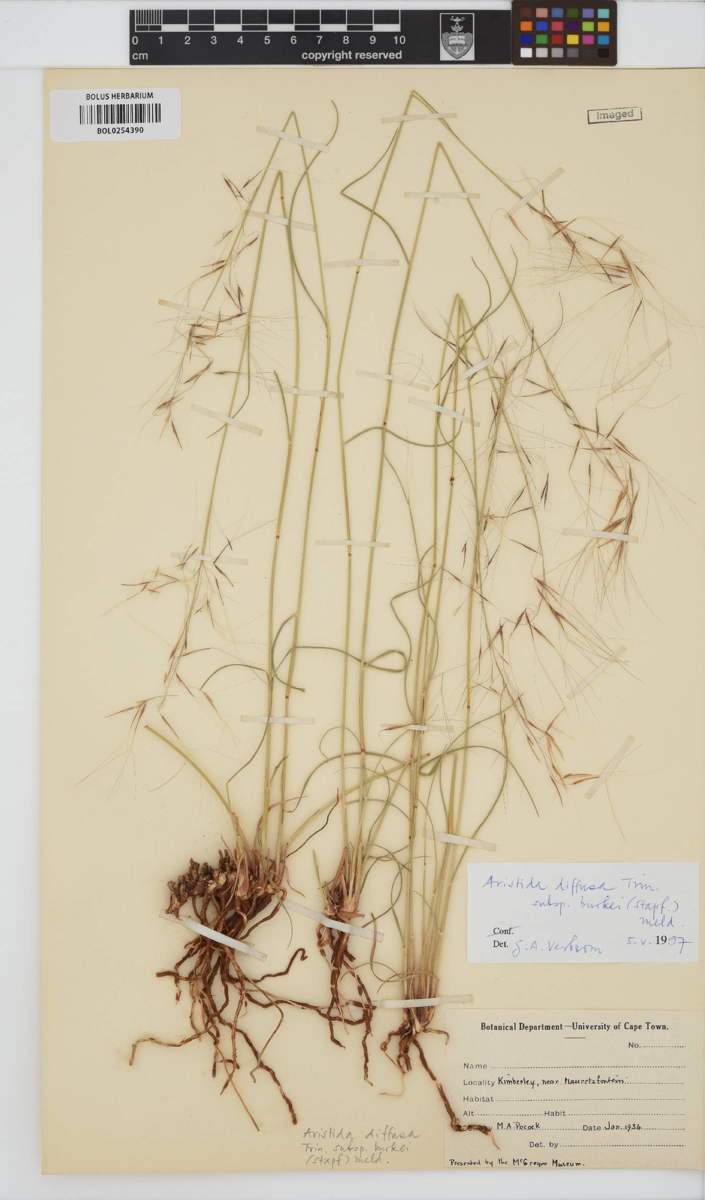 Aristida diffusa subsp. burkei image