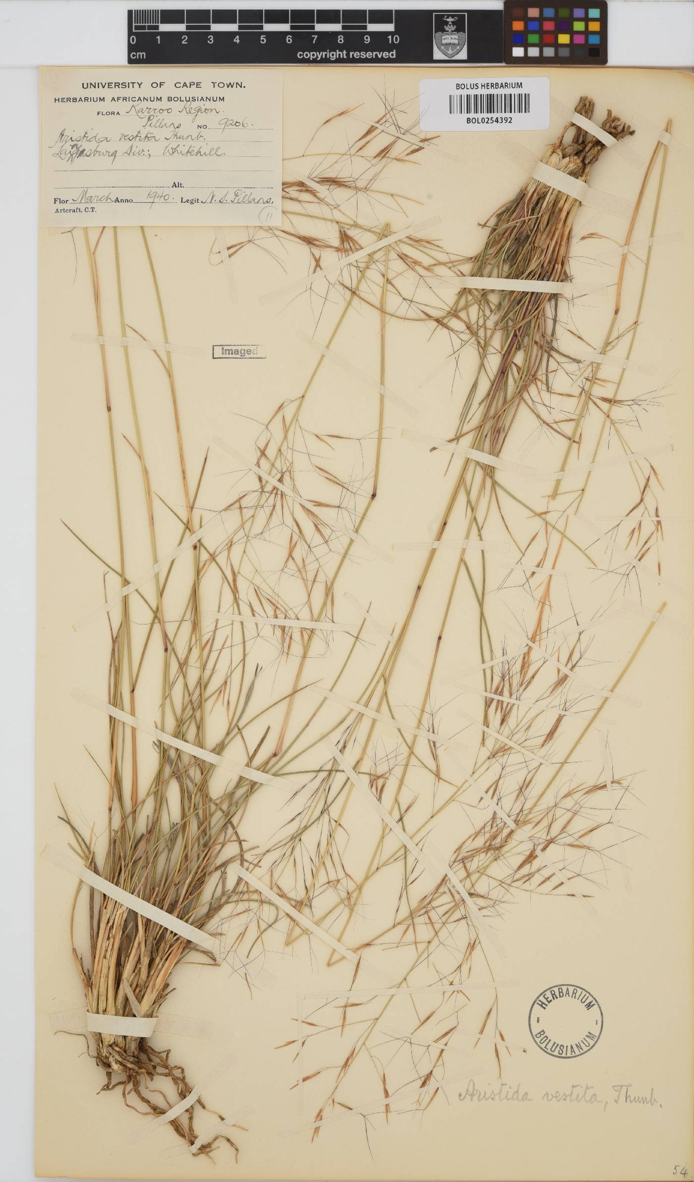 Aristida vestita image
