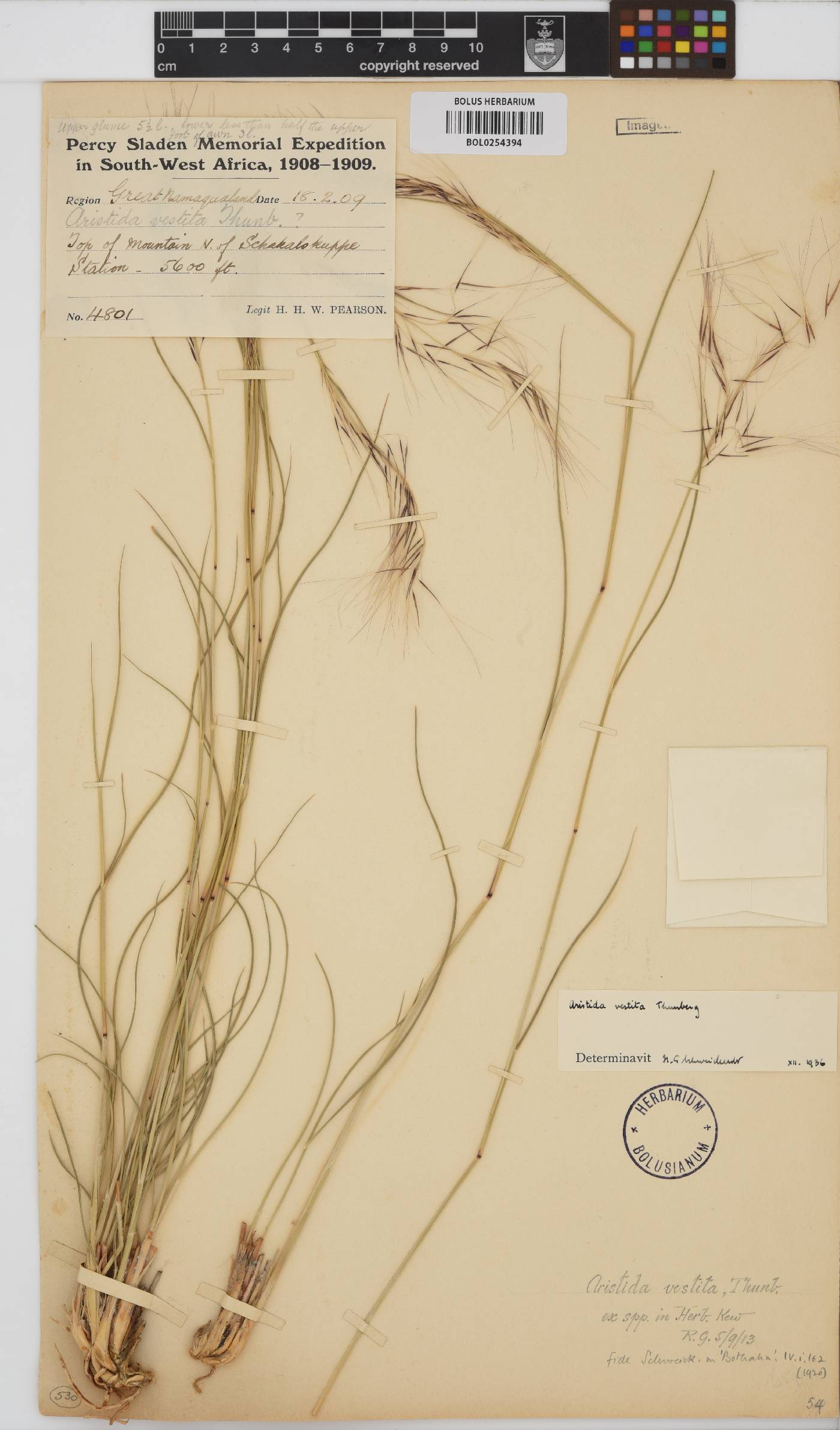 Aristida vestita image
