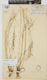 Aristida vestita image