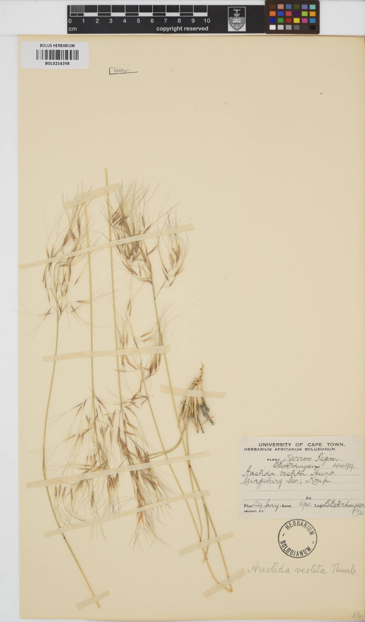 Aristida vestita image
