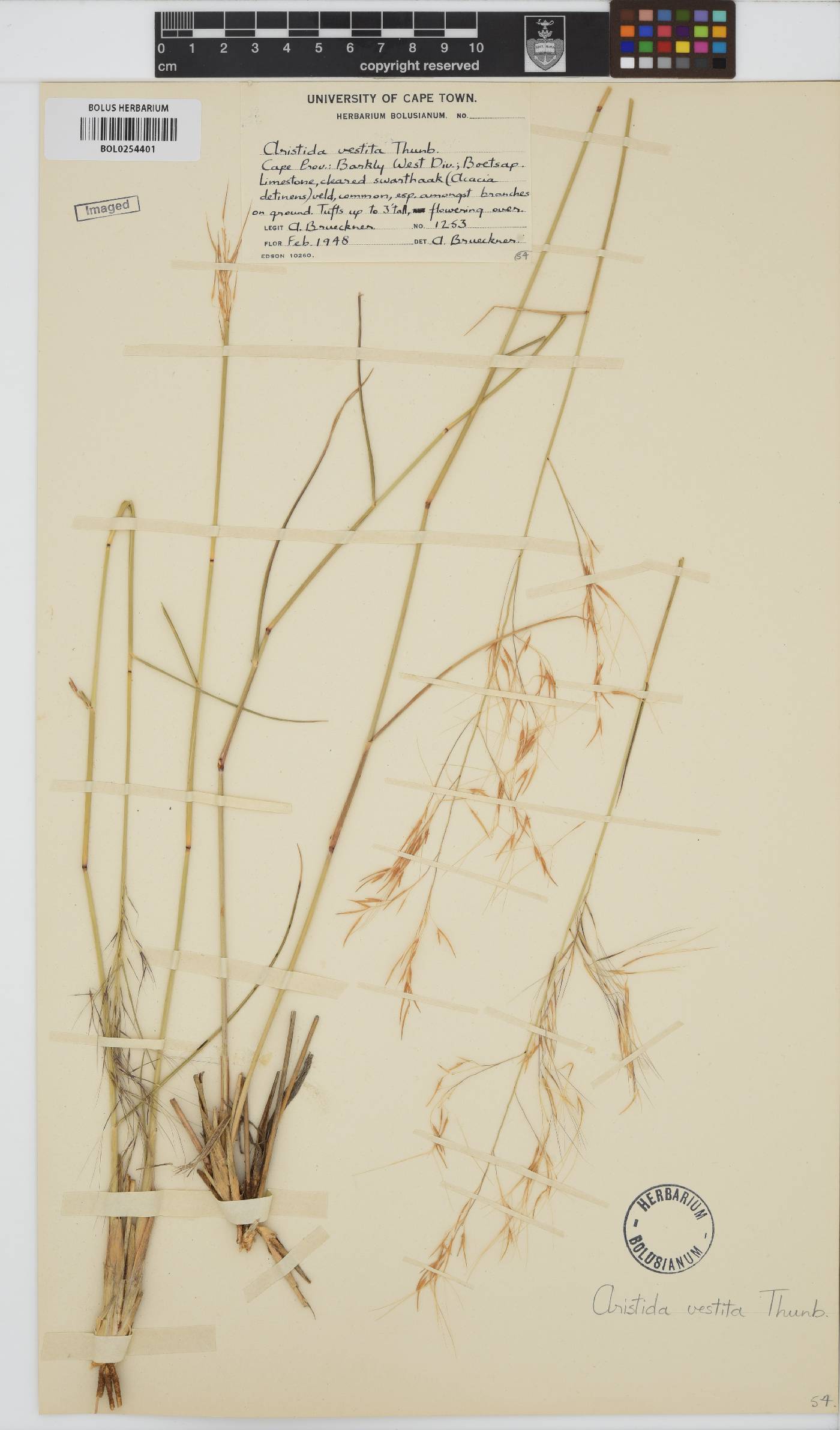 Aristida vestita image