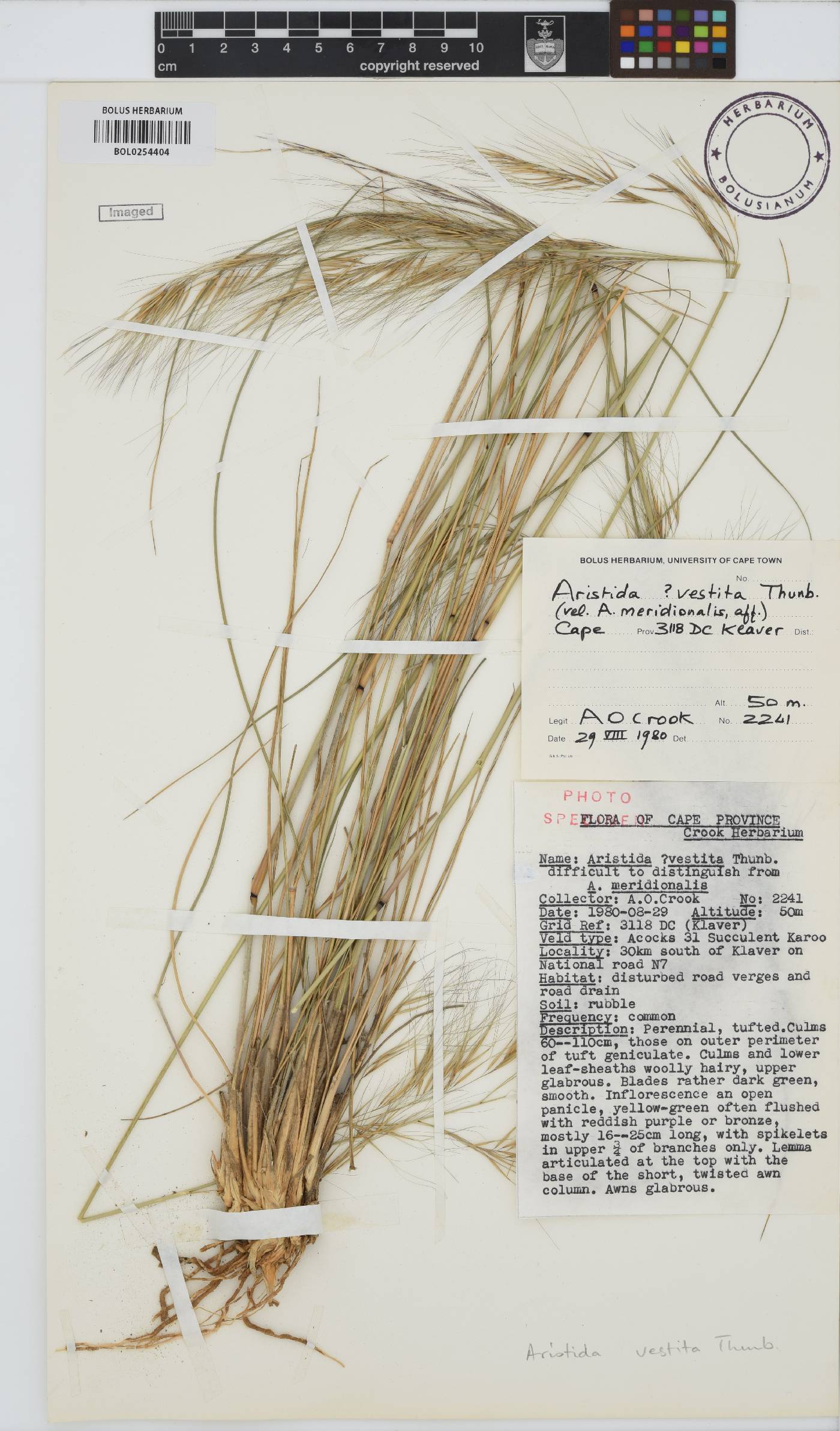 Aristida vestita image
