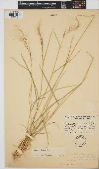 Image of Aristida engleri