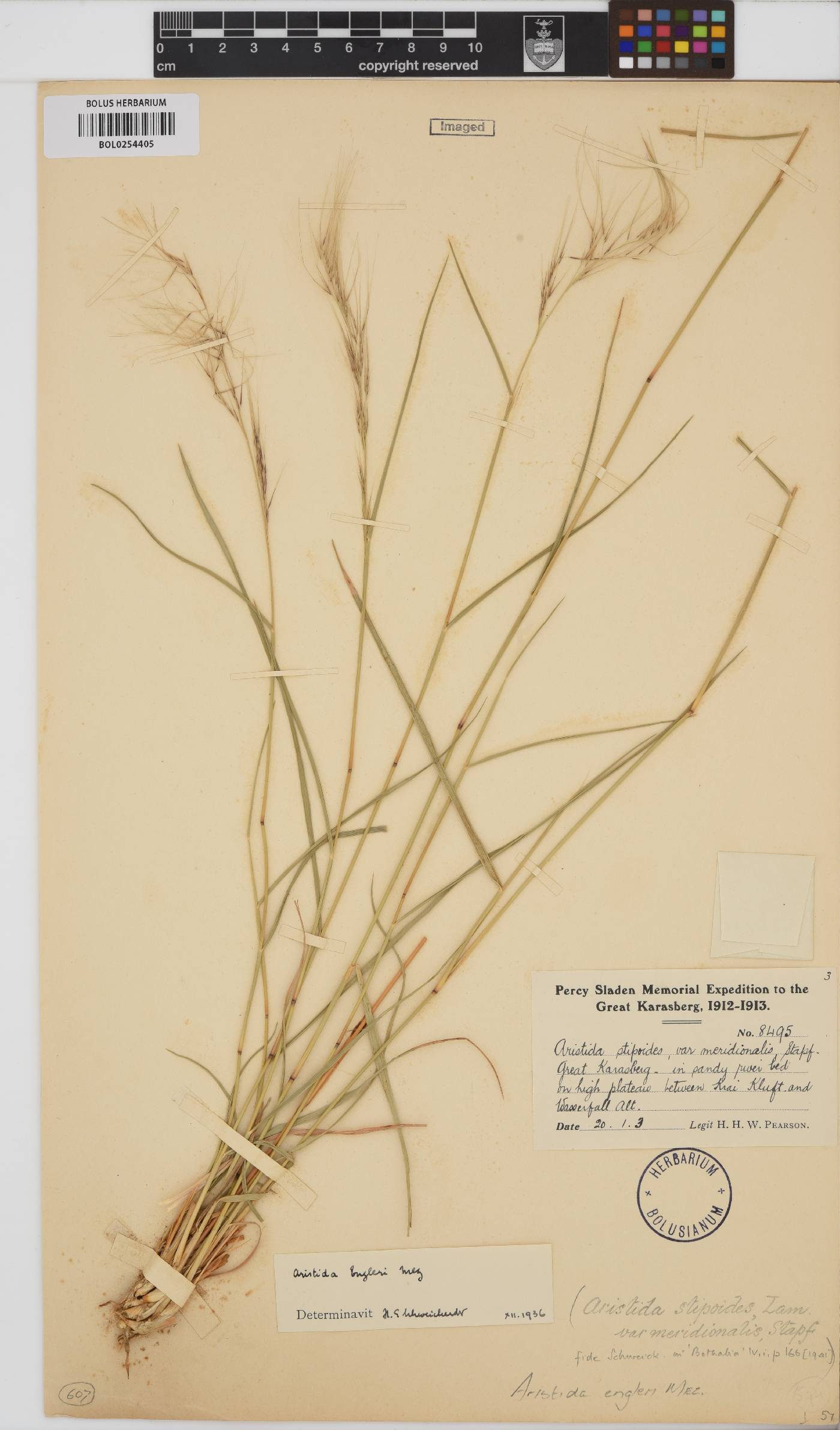 Aristida engleri image
