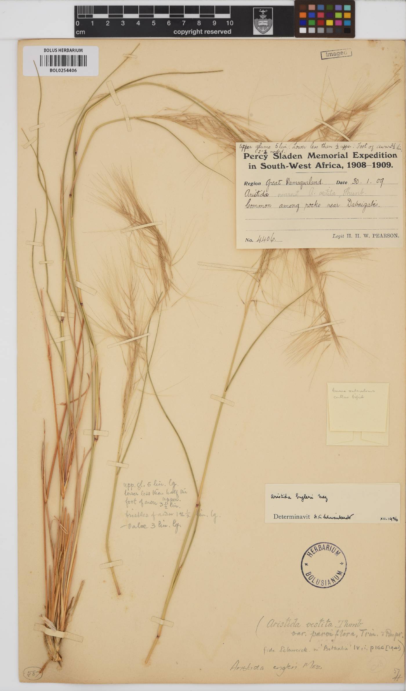 Aristida engleri image