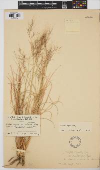 Aristida engleri image