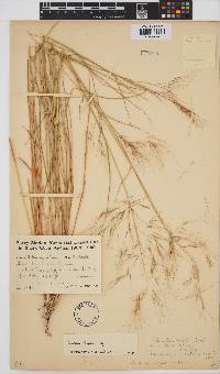 Aristida engleri image