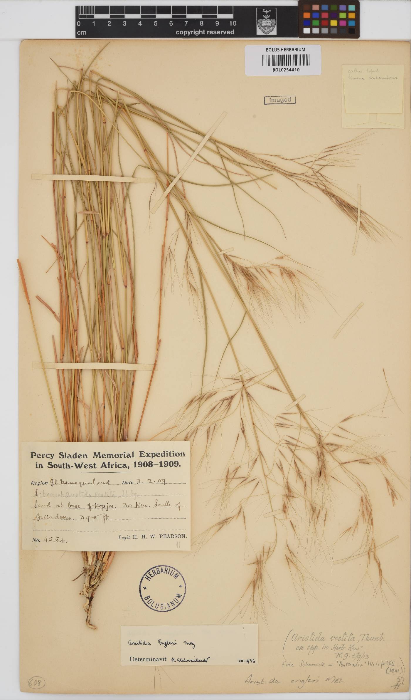 Aristida engleri image