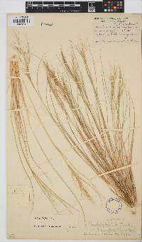 Aristida engleri image