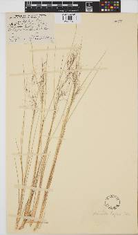 Aristida engleri image