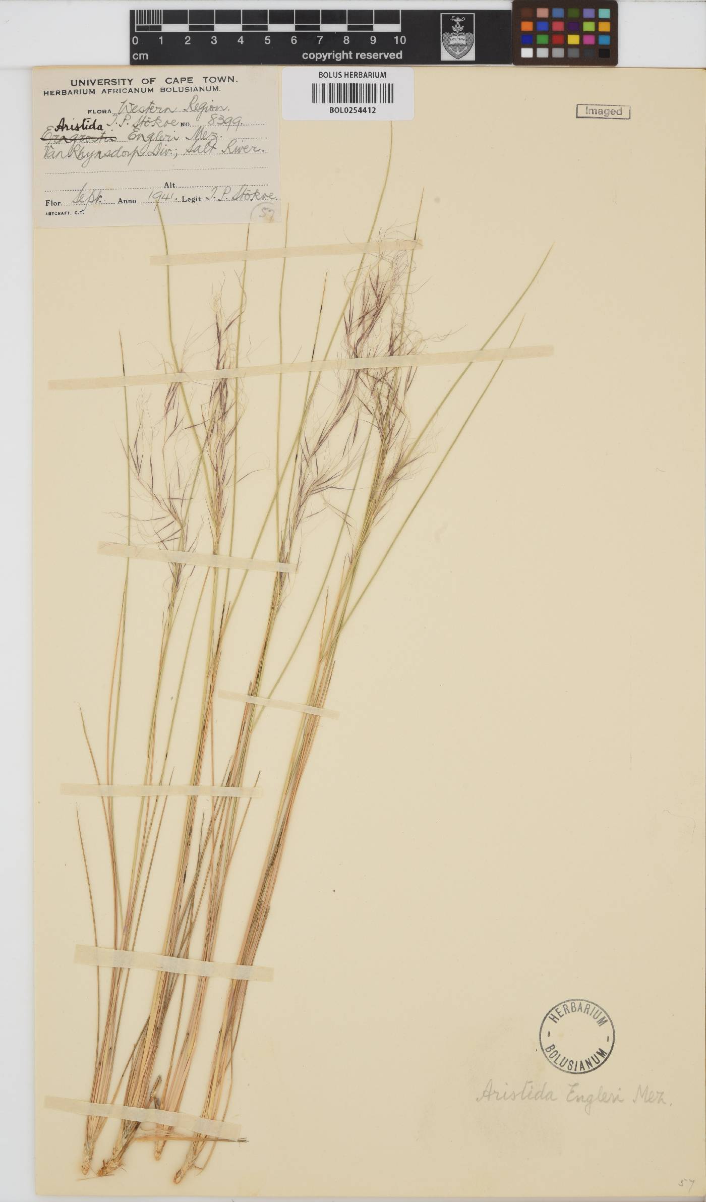 Aristida engleri image