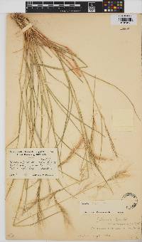 Aristida engleri image