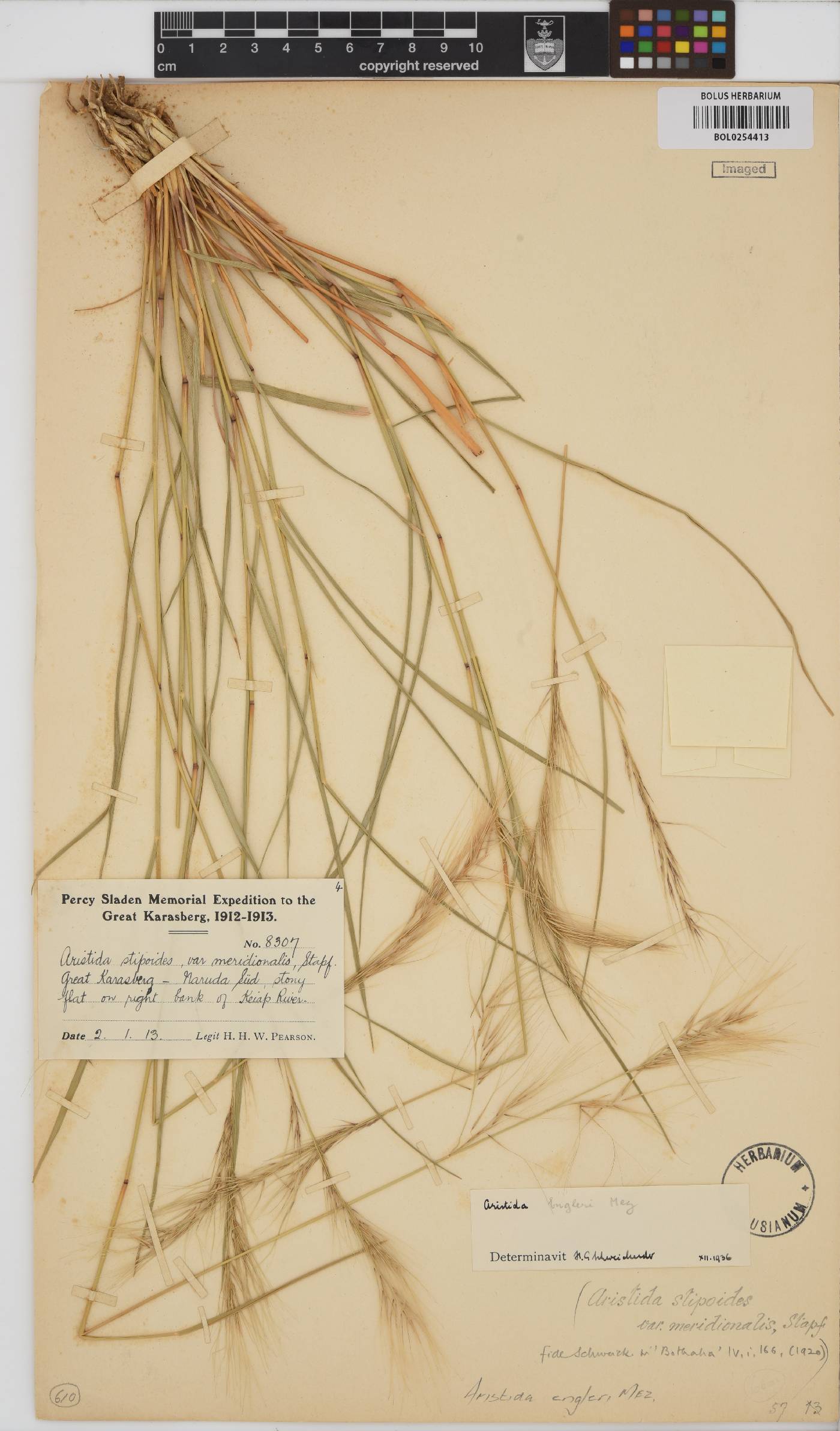 Aristida engleri image