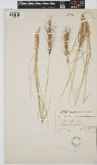 Aristida engleri image