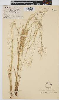 Aristida engleri image