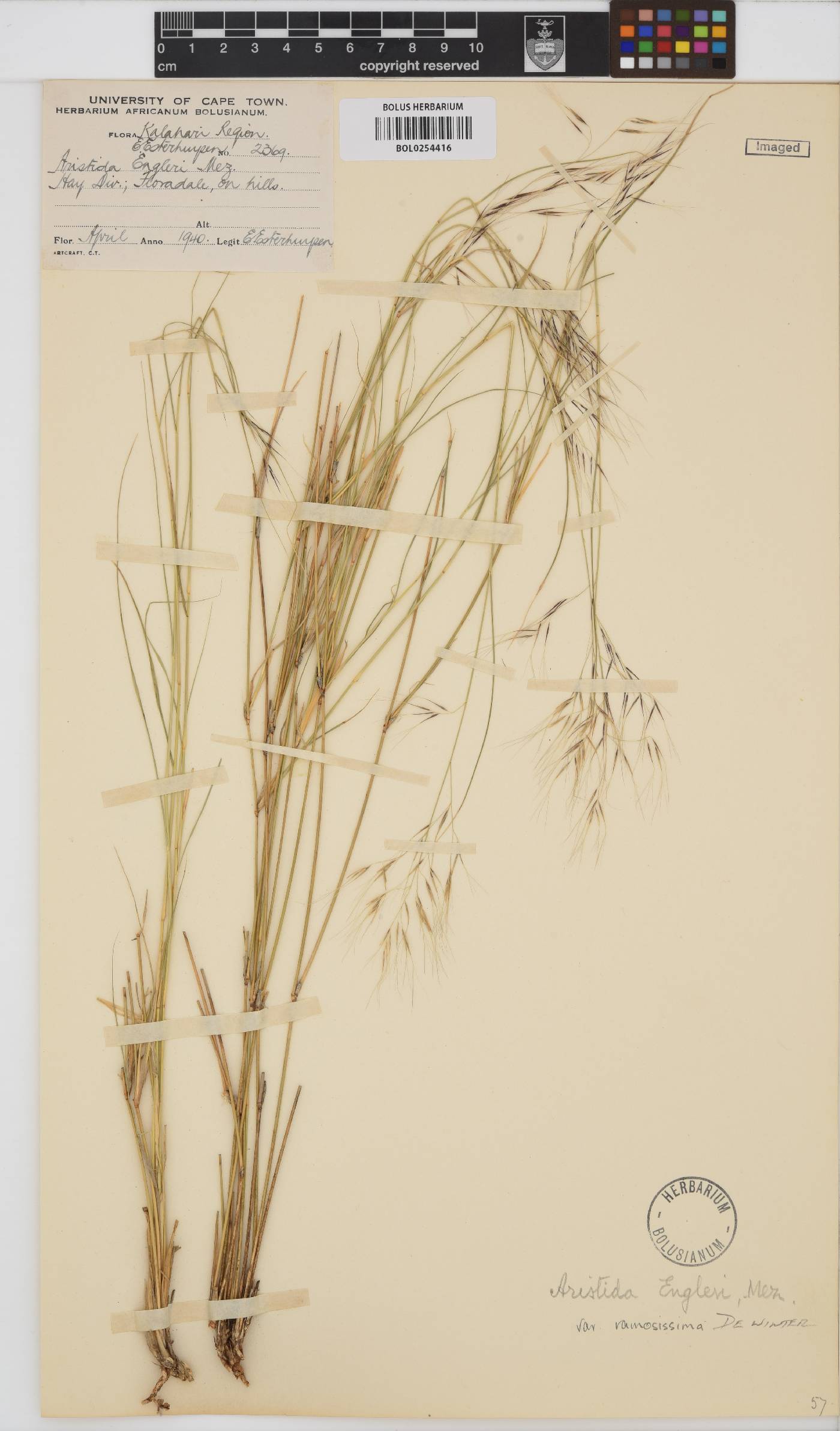 Aristida engleri var. ramosissima image