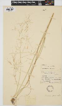 Image of Aristida spectabilis