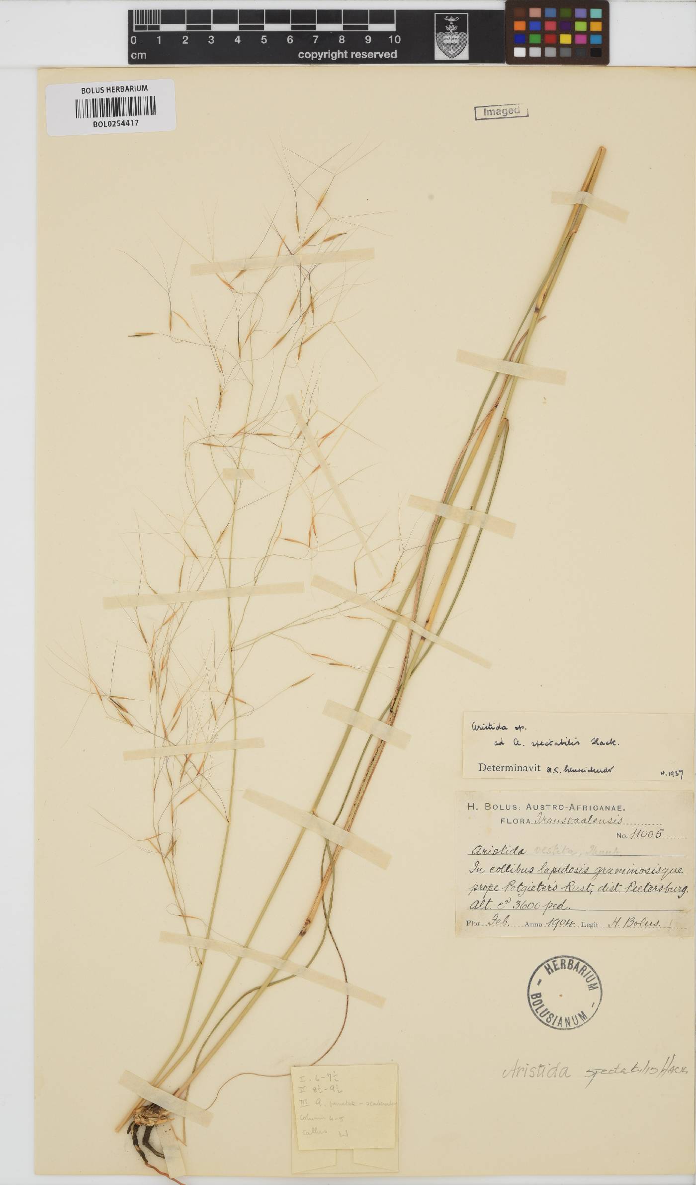 Aristida spectabilis image