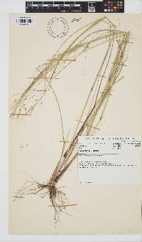 Aristida meridionalis image