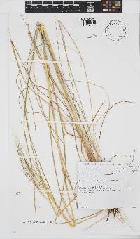 Aristida meridionalis image