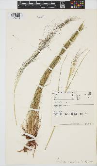 Aristida meridionalis image