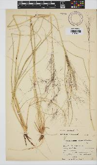 Aristida meridionalis image