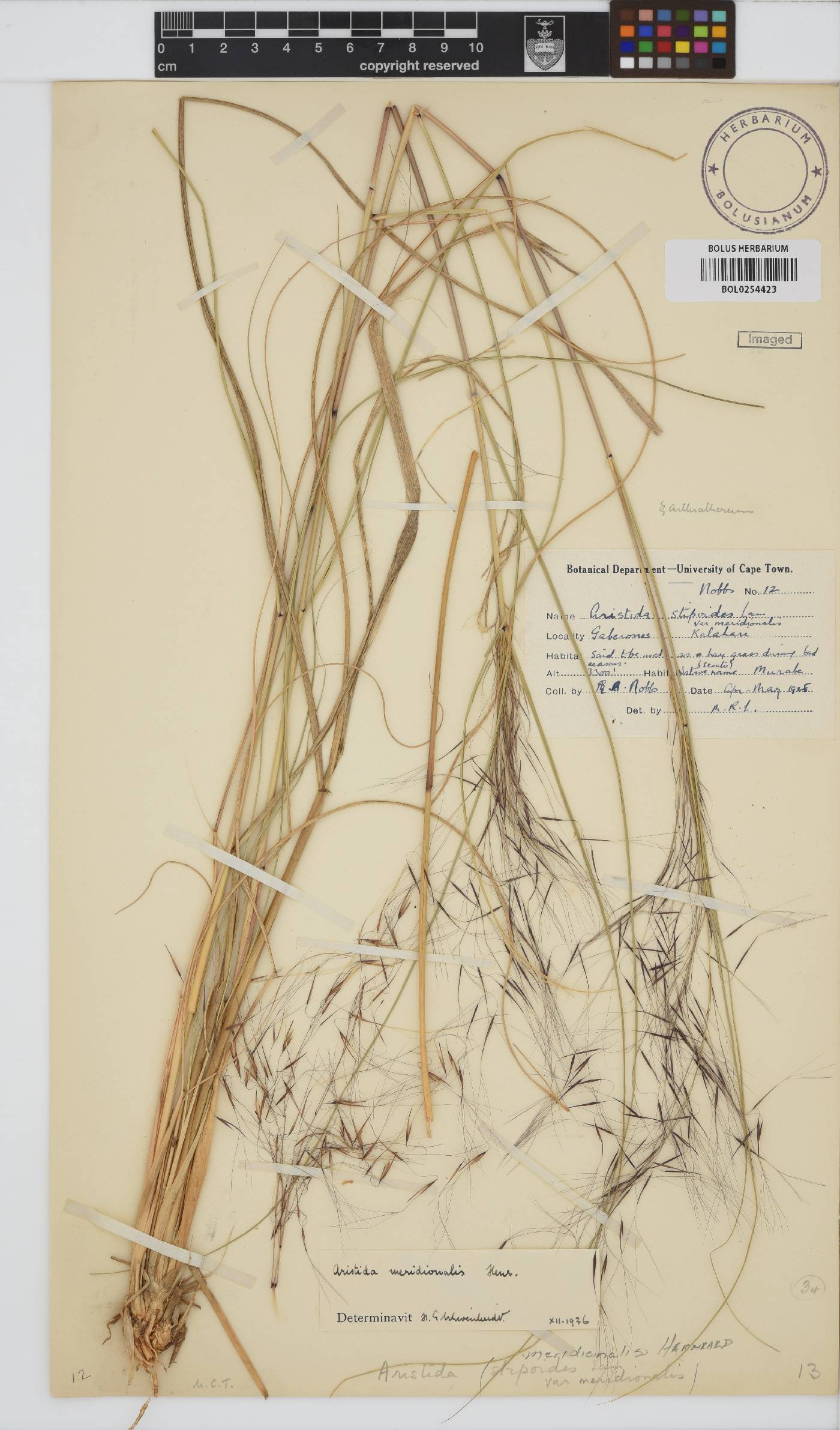 Aristida meridionalis image