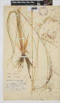 Aristida meridionalis image