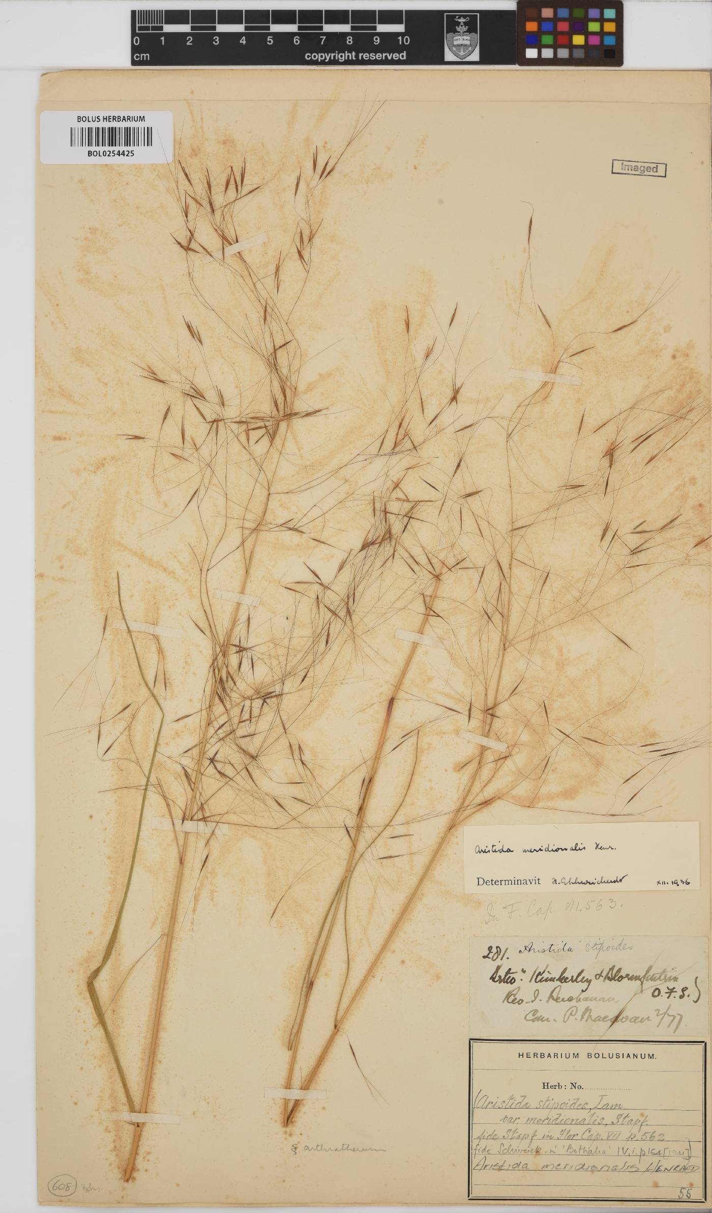 Aristida meridionalis image