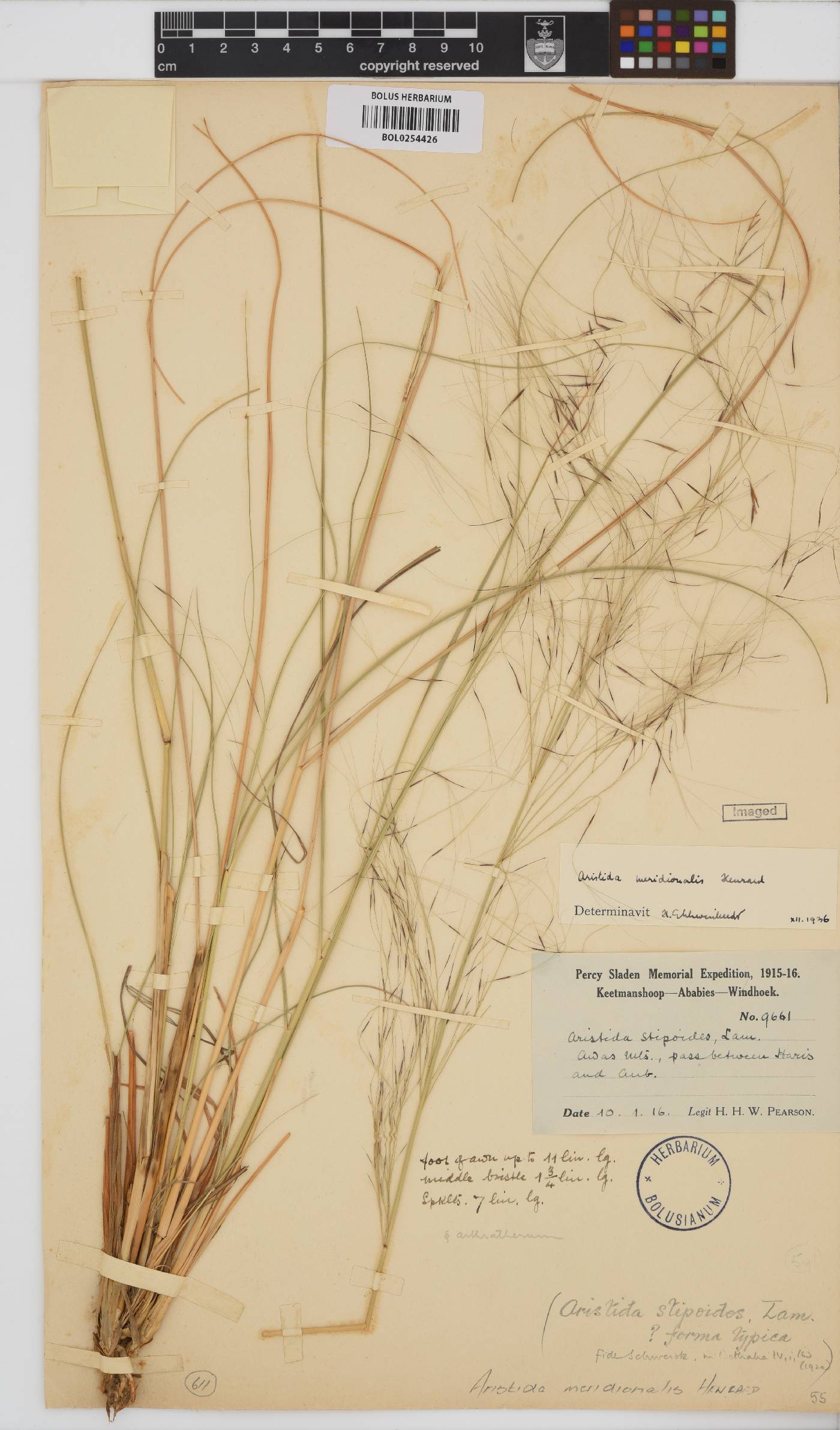 Aristida meridionalis image