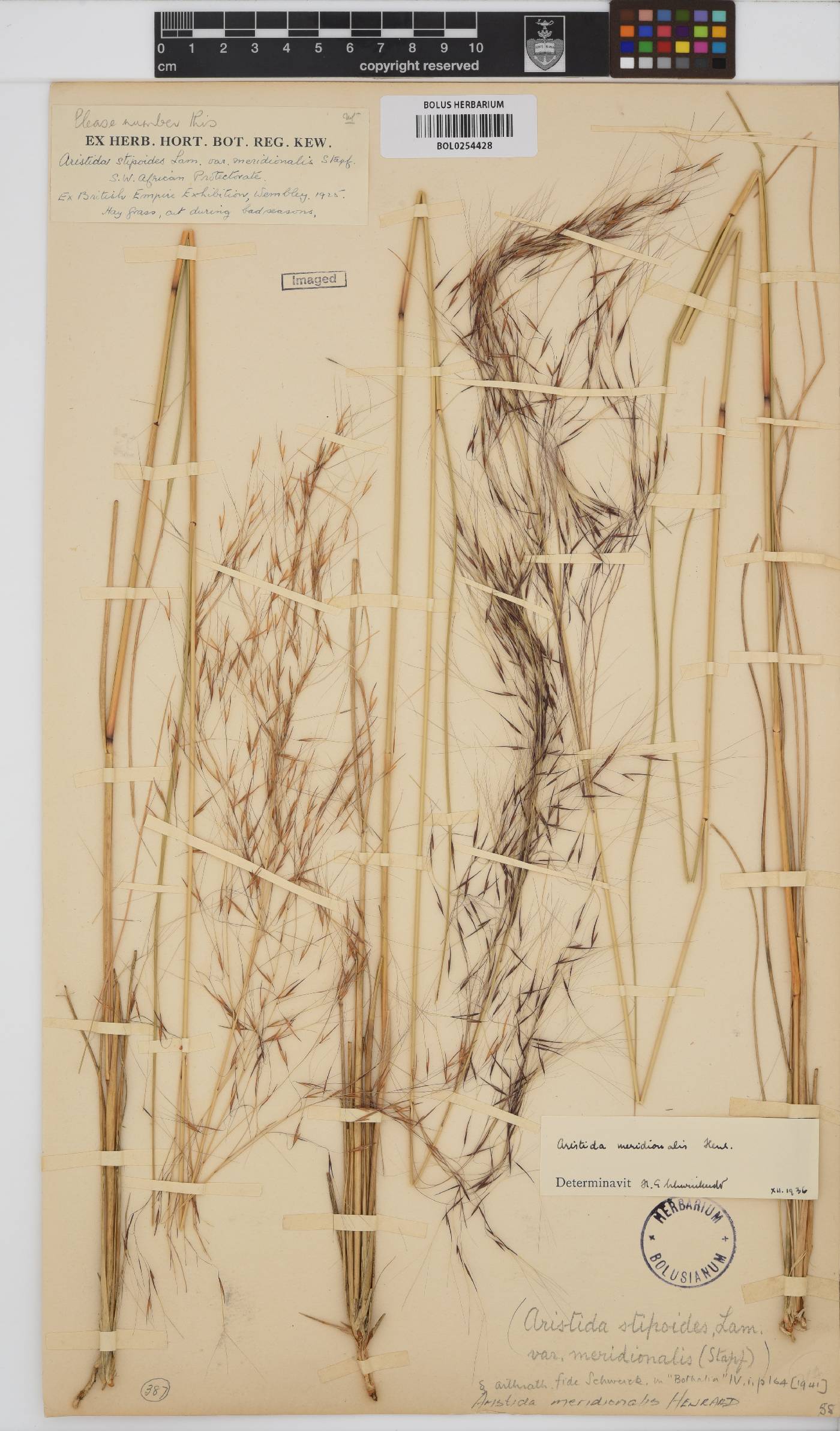Aristida meridionalis image