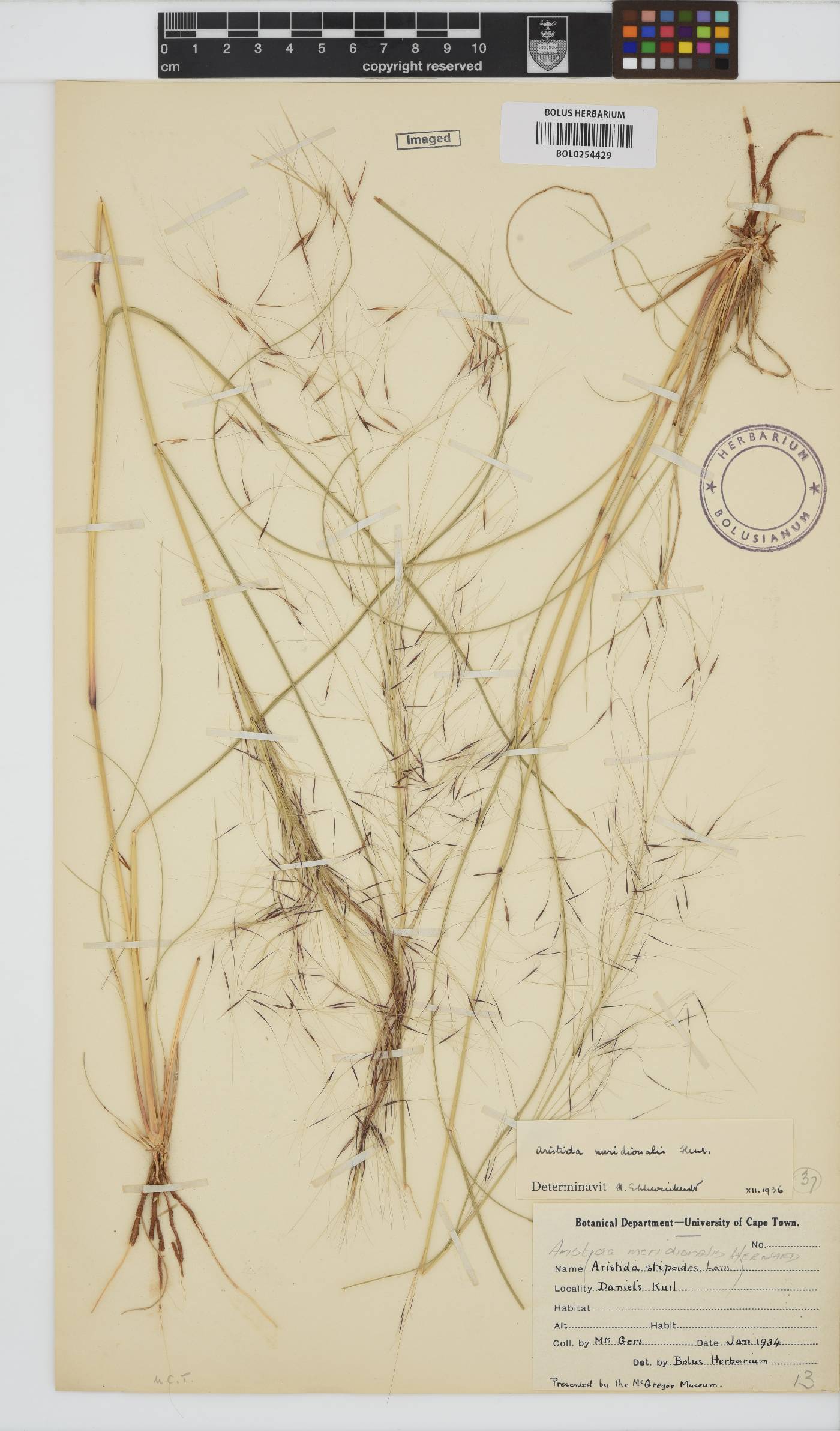 Aristida meridionalis image