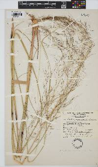 Aristida meridionalis image