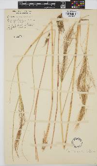 Aristida meridionalis image