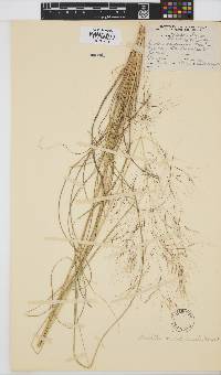 Aristida meridionalis image