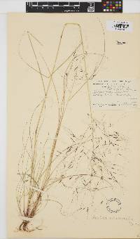 Aristida meridionalis image