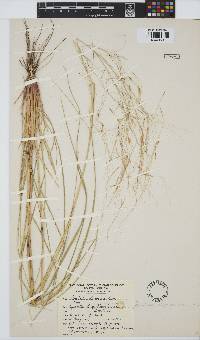 Image of Aristida stipoides