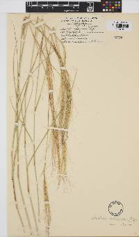 Aristida mollissima subsp. mollissima image